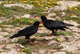 Image result for Pyrrhocorax pyrrhocorax