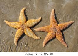 Image result for Asterias rubens