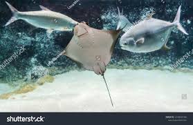 Image result for Rhinoptera bonasus