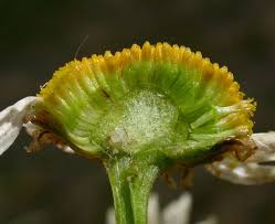Attēlu rezultāti vaicājumam “Tripleurospermum inodorum flower”