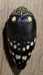 Attēlu rezultāti vaicājumam “Licea castanea macro”