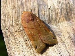 Attēlu rezultāti vaicājumam “Noctua fimbriata”