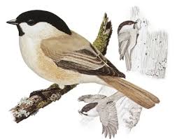 Attēlu rezultāti vaicājumam “Poecile montanus”