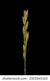 Attēlu rezultāti vaicājumam “Danthonia decumbens bud”