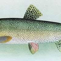 Image result for Oncorhynchus clarkii