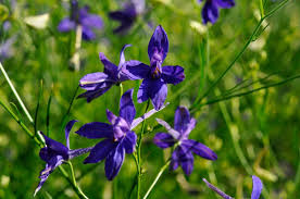 Image result for Consolida regalis