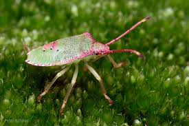 Attēlu rezultāti vaicājumam “Acanthosoma haemorrhoidale imago”