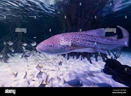 Image result for Stegostoma tigrinum