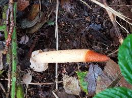 Attēlu rezultāti vaicājumam “Mutinus caninus”