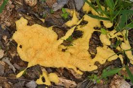 Image result for Fuligo septica