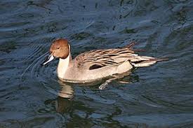 Attēlu rezultāti vaicājumam “Anas acuta male”