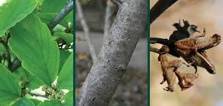 Attēlu rezultāti vaicājumam “Hamamelis vernalis leaf”