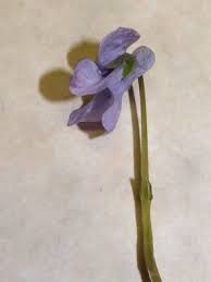 Attēlu rezultāti vaicājumam “Viola epipsila flower”