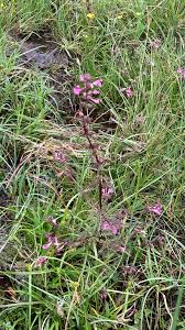 Attēlu rezultāti vaicājumam “Pedicularis palustris”