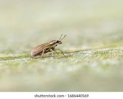 Attēlu rezultāti vaicājumam “Sitona sp.”