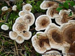 Attēlu rezultāti vaicājumam “Phellodon tomentosus”