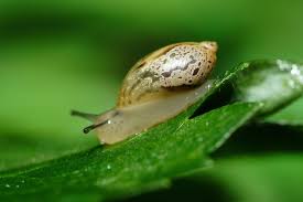 Attēlu rezultāti vaicājumam “Succinea”