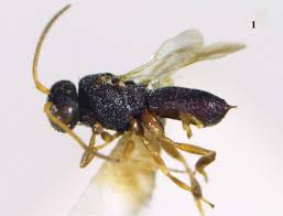 Attēlu rezultāti vaicājumam “Licea chelonoides”