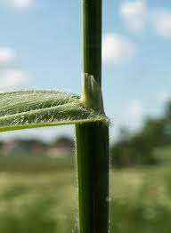 Attēlu rezultāti vaicājumam “Helictotrichon pubescens”