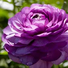 Attēlu rezultāti vaicājumam “Ranunculus mendax flower”