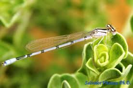 Attēlu rezultāti vaicājumam “Coenagrionidae”