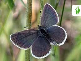 Attēlu rezultāti vaicājumam “Cupido minimus underside”