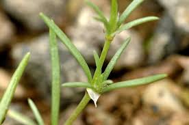 Attēlu rezultāti vaicājumam “Spergularia rubra”