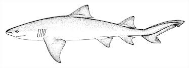 Image result for Negaprion brevirostris