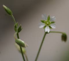 Attēlu rezultāti vaicājumam “Cerastium sylvaticum”