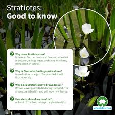 Attēlu rezultāti vaicājumam “Stratiotes aloides flower”