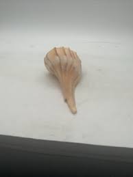 Image result for Sinistrofulgur perversum