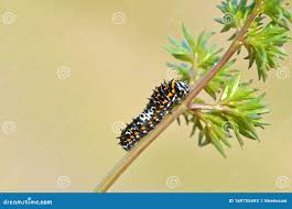 Attēlu rezultāti vaicājumam “Papilio machaon larva”