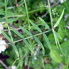 Attēlu rezultāti vaicājumam “Vicia angustifolia leaf”