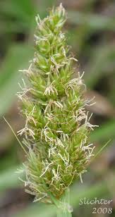 Attēlu rezultāti vaicājumam “Carex loliacea fruit”