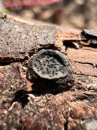 Attēlu rezultāti vaicājumam “Biscogniauxia marginata”