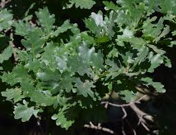 Attēlu rezultāti vaicājumam “Quercus robur Fastigiata leaf”