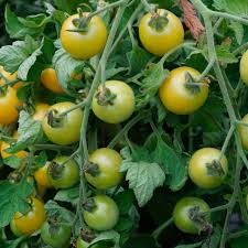Afbeeldingsresultaat voor hawaiian white cherry tomato