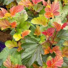 Attēlu rezultāti vaicājumam “Physocarpus opulifolius”