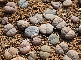 Attēlu rezultāti vaicājumam “Stemonitopsis gracilis macro”