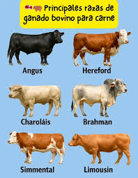 Image result for ganado bovino