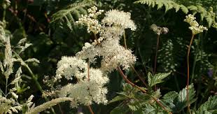 Attēlu rezultāti vaicājumam “Filipendula ulmaria  leaf”