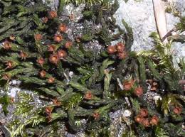 Attēlu rezultāti vaicājumam “Schistidium apocarpum”