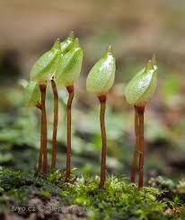 Attēlu rezultāti vaicājumam “Buxbaumia aphylla sporophyte”