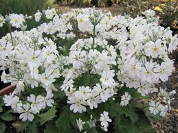 Image result for Primula malacoides