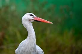 Attēlu rezultāti vaicājumam “Ciconia ciconia”