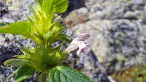 Attēlu rezultāti vaicājumam “Galeopsis bifida”