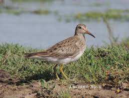 Image result for Calidris melanotos