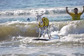 Goatee the surfing goat rides the waves in California Images?q=tbn:ANd9GcTzBXpNOWHbuZtMKjeg6HY2fAxjyFkLVcAk-O9AFfyHufALfU3C