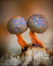 Attēlu rezultāti vaicājumam “Physarum psittacinum young”