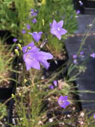 Attēlu rezultāti vaicājumam “Campanula rotundifolia”